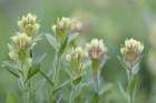 Canada, British Columbia, East Kootenay Mountains. Indian paintbrush flowers. Art Print